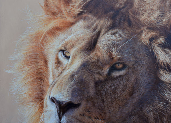 Sam Dolman Jari Lion Wall Art,  Close up