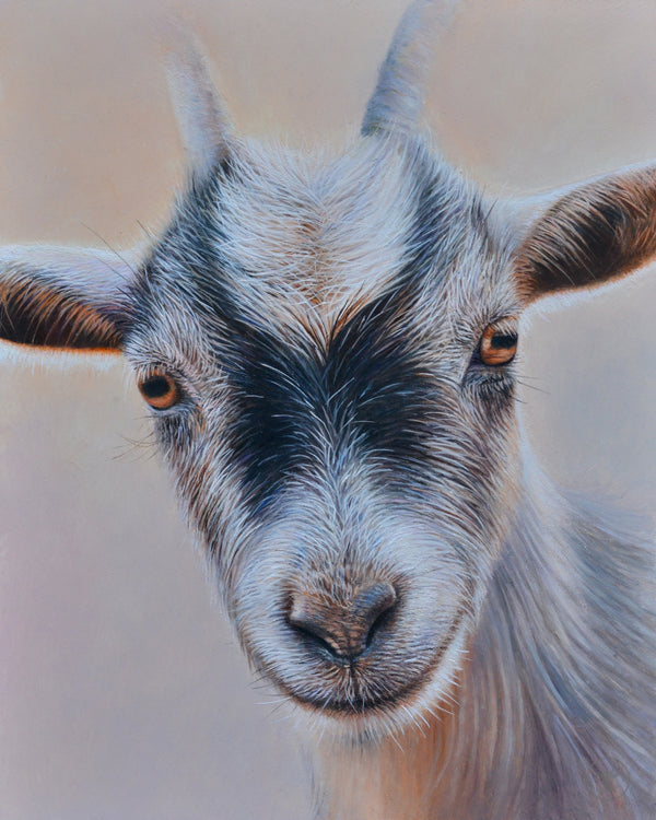 Sam Dolman Pickles Goat Canvas Art, Front view
