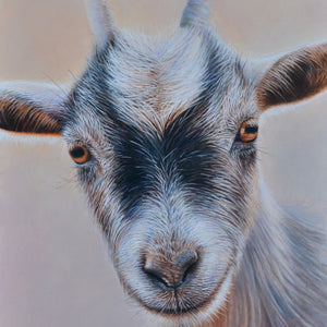 Sam Dolman Pickles Goat Fine Art, Front image