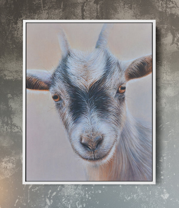 Sam Dolman Pickles Goat Canvas Art, White frame 