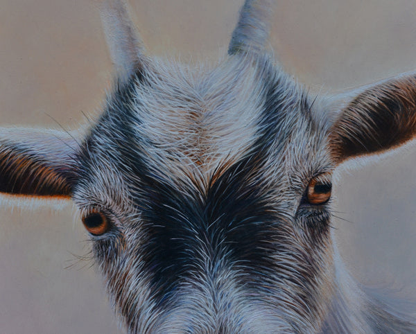 Sam Dolman Pickles Goat Canvas Art, Close-up