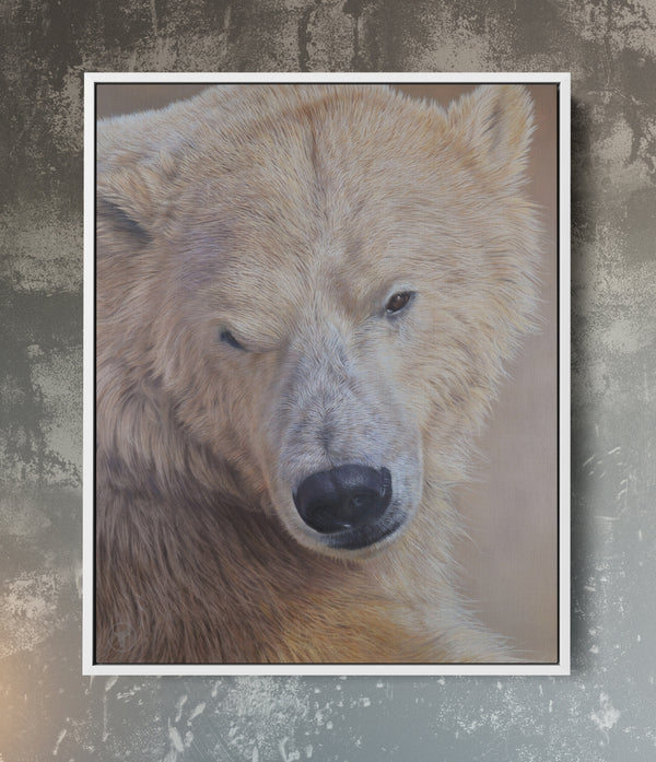 Sam Dolman Tala Polar Bear Canvas Art, White frame 