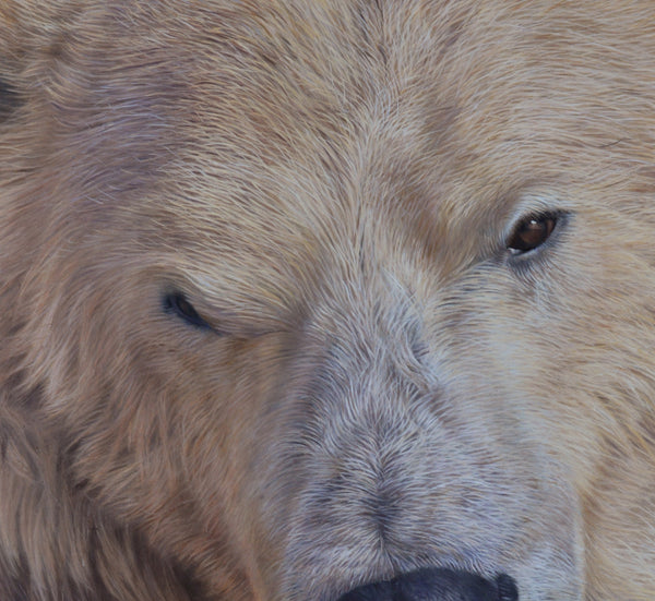 Sam Dolman Tala Polar Bear Canvas Art, Close-up